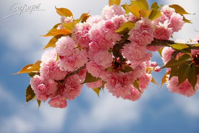 У Садовому центрі розквітли сакури