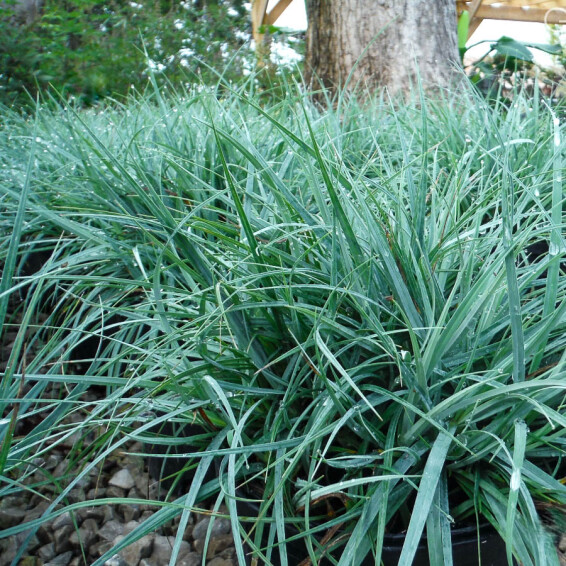 Осока повислая 'Blue Zinger', С1.5 - - 2 Осока повислая 'Blue Zinger', С1.5 - - 2