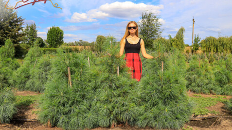 Сосна Гріффіта: окраса гірських ландшафтів та сучасного садівництва