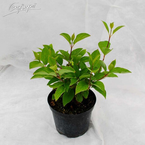 Гортензия метельчатая 'Grandiflora' - 2