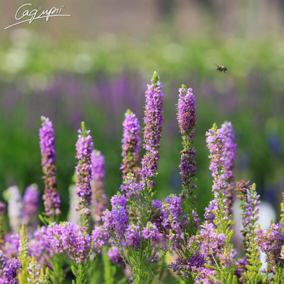 Вероника гибридная 'Plumosa Amethyst Plume'®, p9 - - 1