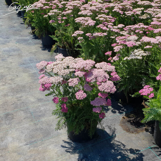Тысячелистник гибридный 'Tutti Frutti 'Pink Grapefruit' ®' - 4