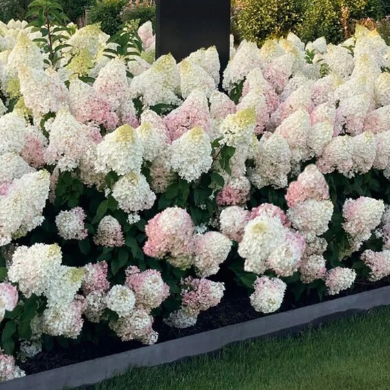 Гортензия метельчатая 'Strawberry Blossom' ® - 3