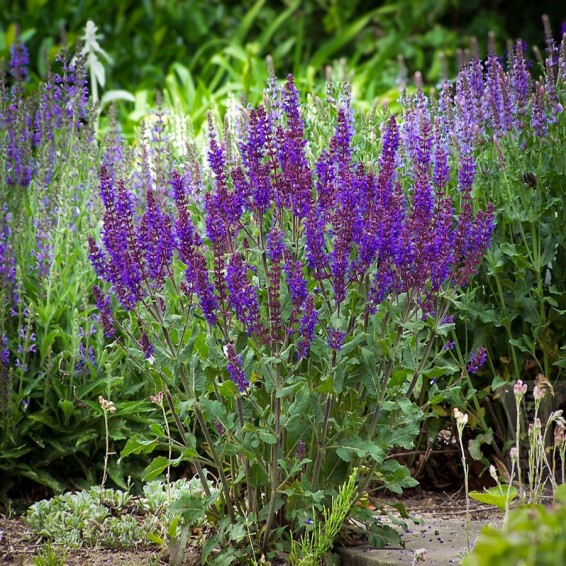 Шавлія лісова Bazuin® ‘Dark Night’ - 1