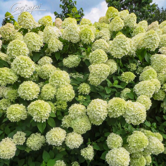 Гортензия метельчатая 'Little Lime' #1, С2 100-125 - 6