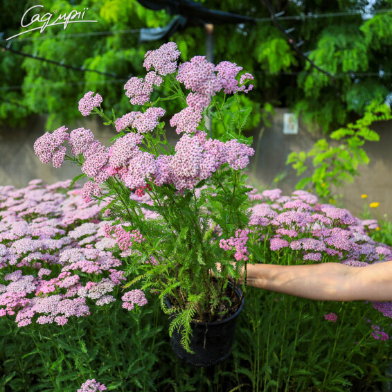 Тысячелистник гибридный 'Tutti Frutti 'Pink Grapefruit' ®' - 2