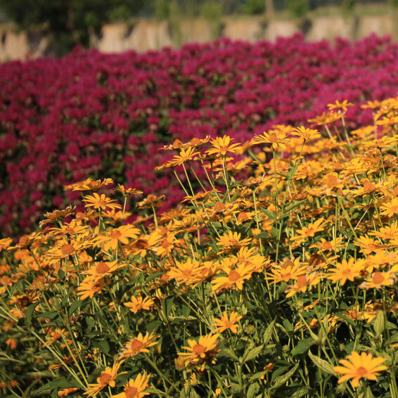 Геліопсис соняшниковидний ‘Loran Sunshine' #1, C2 - - 3 Геліопсис соняшниковидний ‘Loran Sunshine' #1, C2 - - 3