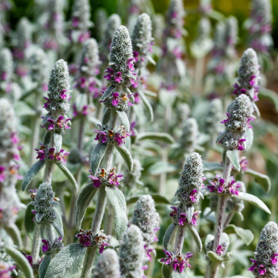 Чистец византийский ‘Silver Carpet’ - 3