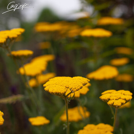 Тысячелистник таволговый 'Coronation Gold' - 8