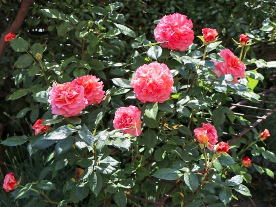 Роза английская парковая 'Augusta Luise' - 5