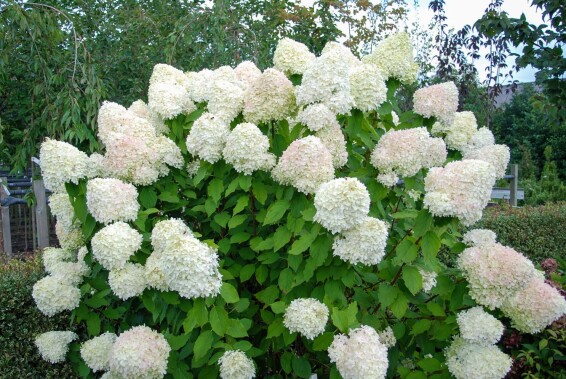 Гортензія волотиста 'Limelight' ® - 2