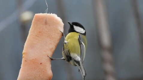 Садові роботи в грудні