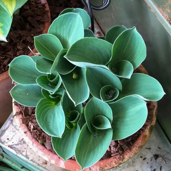 Хоста 'Blue Mouse Ears' - 2