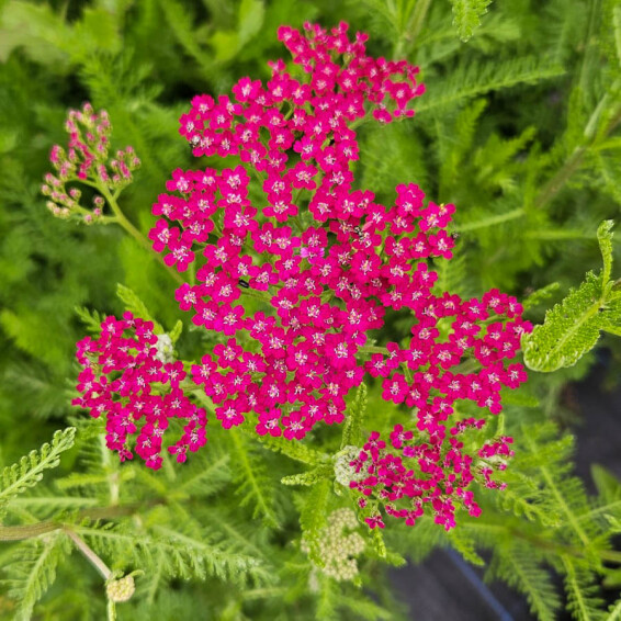 Тысячелистник гибридный 'Cassis' - 1