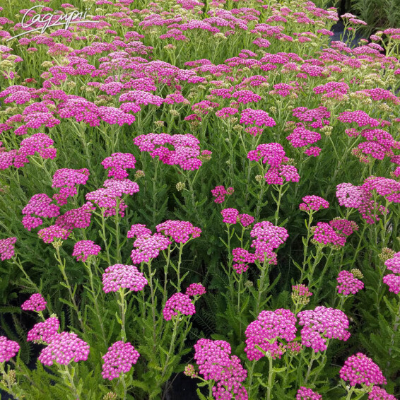 Тысячелистник гибридный 'Tutti Frutti 'Pink Grapefruit' ®' - 5