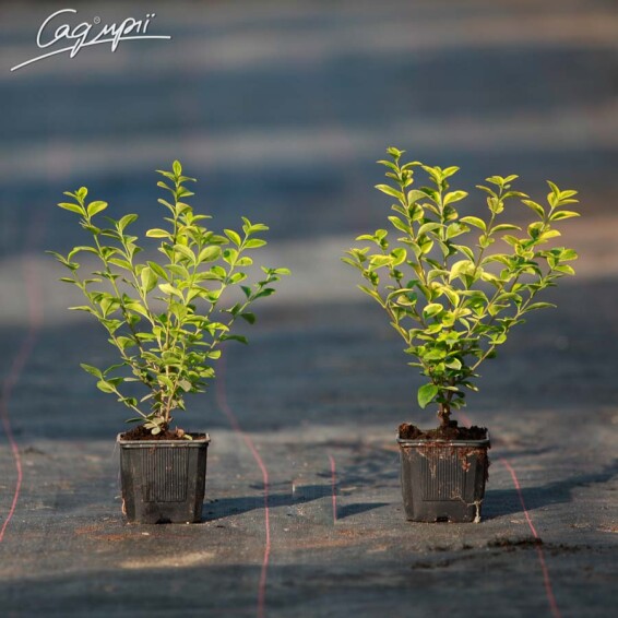 Бересклет форчуна 'Emerald Gold' #3, C2 30-40 - 1