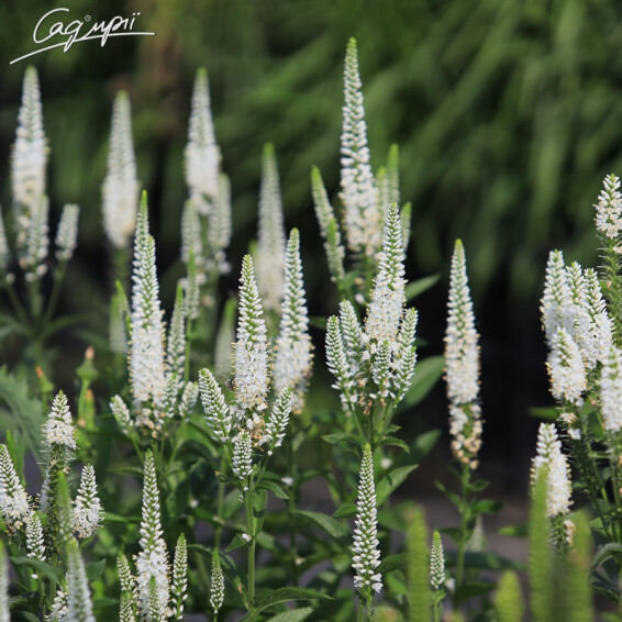 Вероника длиннолистная 'White', C1.5 - - 1