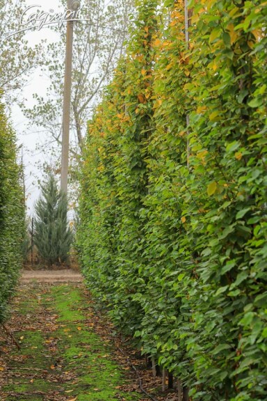 Граб обыкновенный 'Fastigiata' - 7 Граб обыкновенный 'Fastigiata' - 7