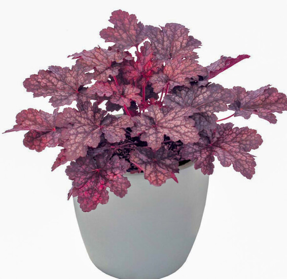 Гейхера 'Midnight Bayou' - 1