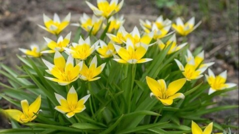 Цибулинні квіти вже у продажу!