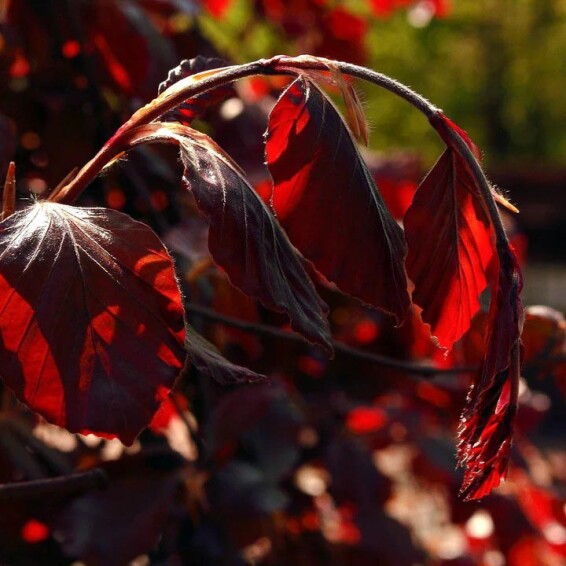 Бук лесной 'Purpurea Pendula' - 2