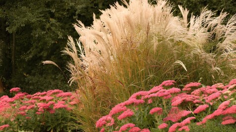 Осінній драматург саду: міскантуси й їхні найкращі ролі