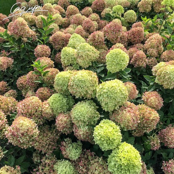 Гортензия метельчатая 'Little Lime' #1, С2 100-125 - 3