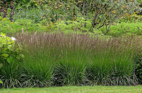 Молінія голуба 'Edith Dudszus', C1.5 - - 3 Молінія голуба 'Edith Dudszus', C1.5 - - 3