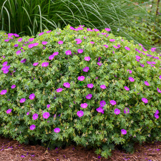 Герань криваво-червона 'New Hampshire Purple', С1,5 - - 2