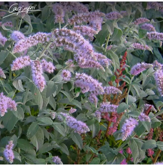 М'ята довголиста 'Buddleia'