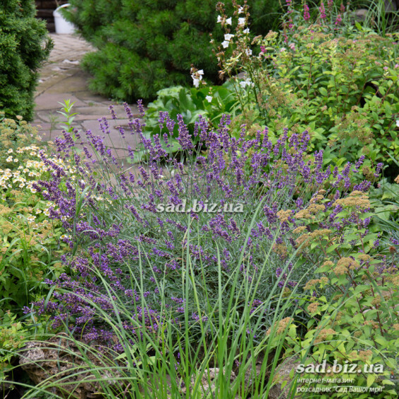 Лаванда вузьколиста 'Hidcote' - 2