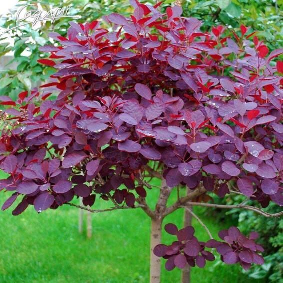 Скумпия кожевенная 'Royal Purple' - 1
