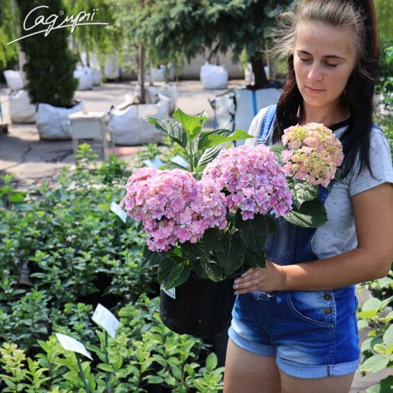 Гортензия крупнолистная 'You and Me Together Rose'® - 4