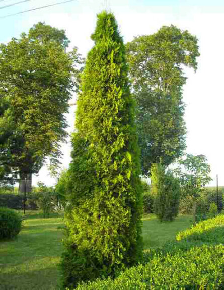 Туя западная 'Smaragd Variegata' - 1