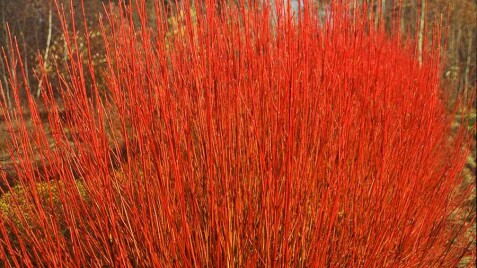 Відмінна рослина для Вашого саду: Свидина біла Elegantissima