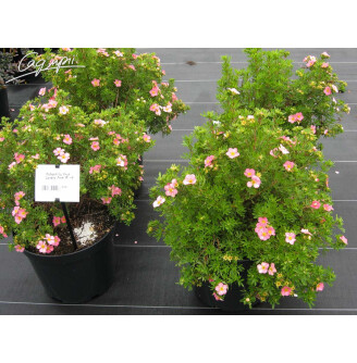 Лапчатка кустарниковая 'Lovely Pink'®