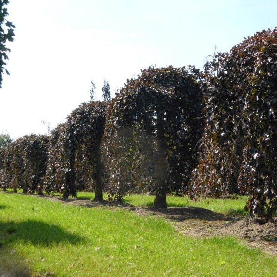 Бук лесной 'Purpurea Pendula' - 4