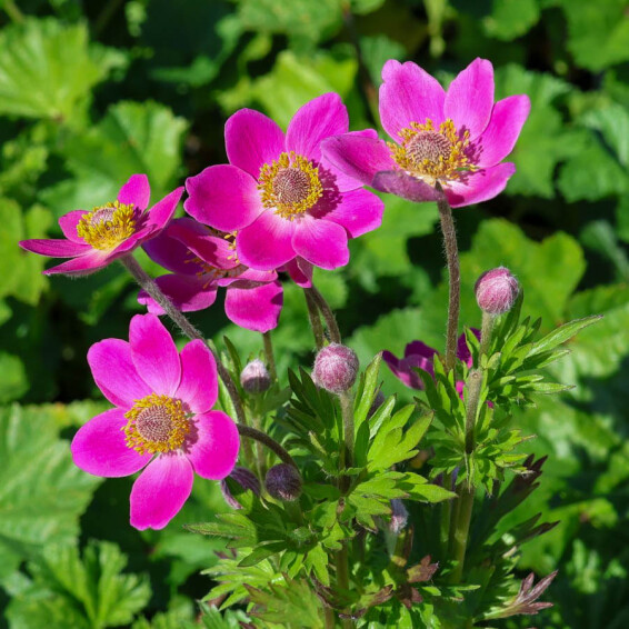 Анемона гібридна 'Spring Beauty Pink®' - 4