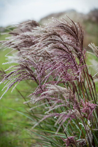 Мискантус китайский 'Boucle®' #1, ГК - - 1