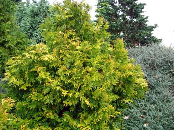 Туевик долотовидный 'Aurea' - 1