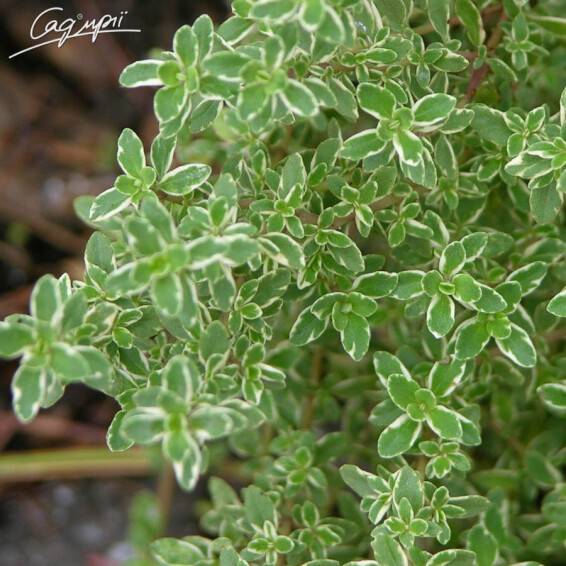 Тимьян 'Variegata' - 1