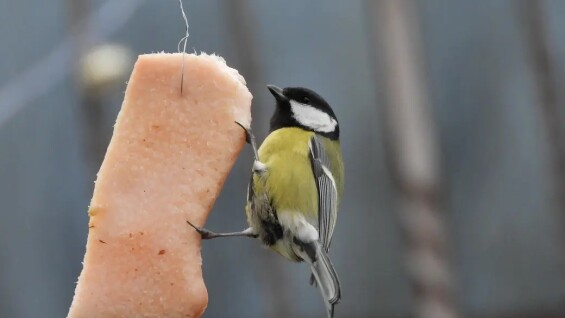 Садові роботи в грудні