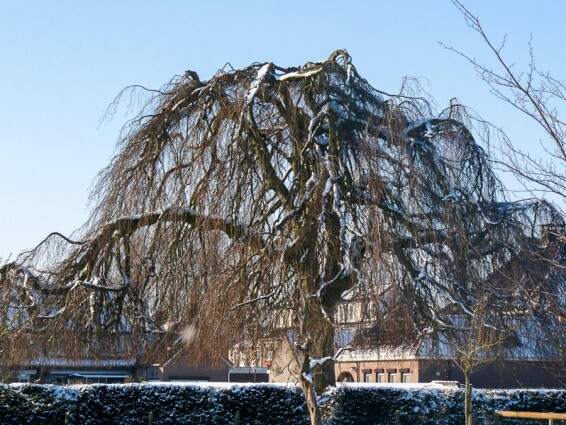 Бук лесной 'Purpurea Pendula' - 6