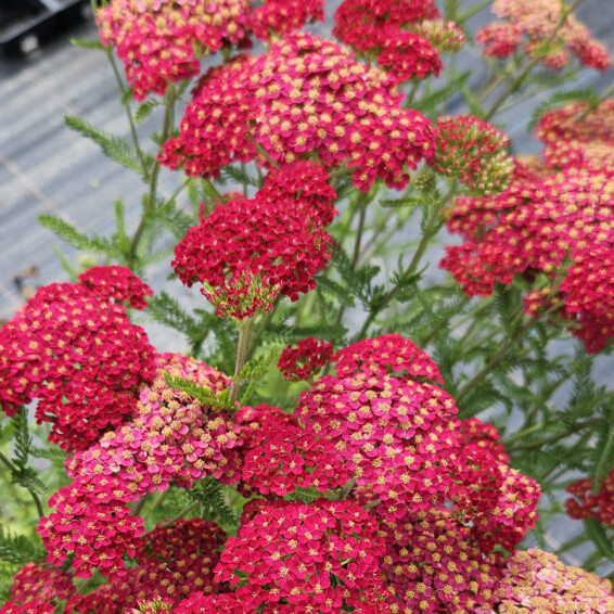 Тысячелистник гибридный 'Pretty Woman' #1, ГК - - 1