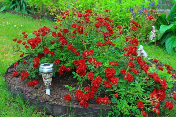 Роза почвопокровная 'Scarlet' - 3