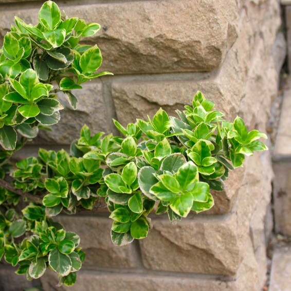 Бересклет Форчуна 'Emerald Gaiety' #3, p9 15-20 - 5