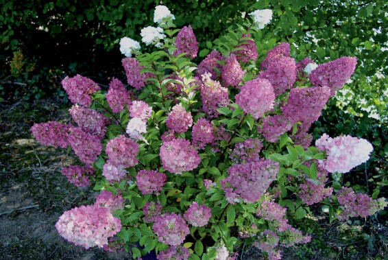 Гортензия метельчатая 'Sundae Fraise' ® - 2
