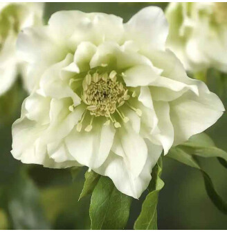 Морозник 'Double Ellen White' ®