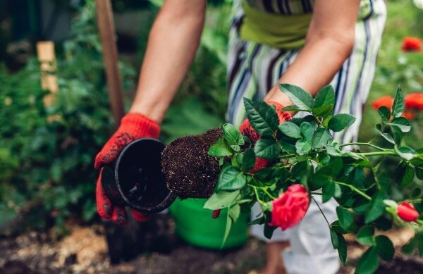 ОСЕННЯЯ ПОСАДКА РАСТЕНИЙ - когда сажать и когда больше не стоит