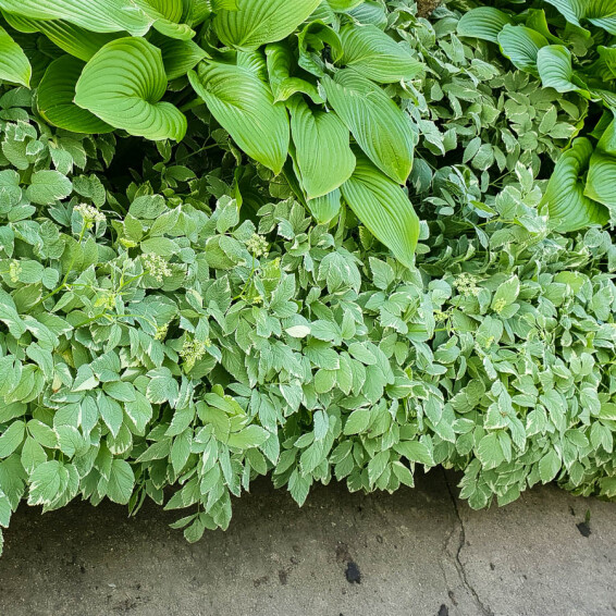 Сныть обыкновенная 'Variegata', C2 - - 3
